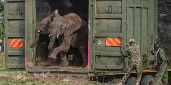 Elephants, Animals, Climate and environment, World news, General news, Article